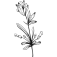 Alma Blomster logo